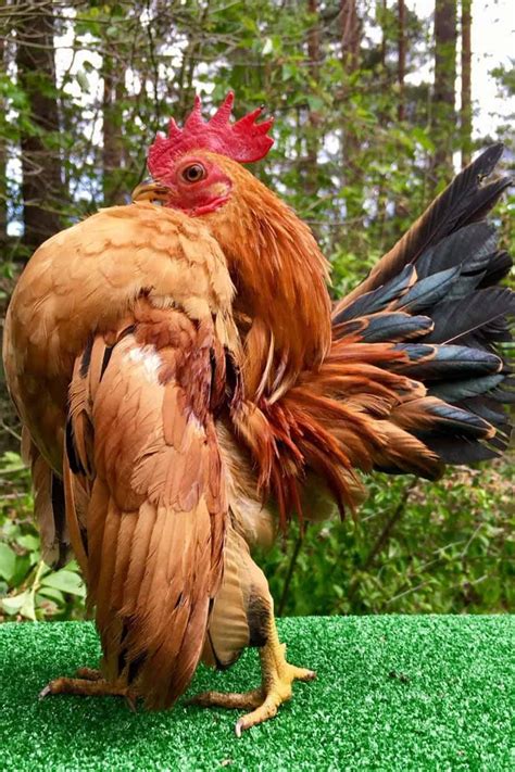 Serama chickens for sale near me - Serama pair. 8/31 · Arab. $40. 1 - 27 of 27. Find farm & garden for sale in Atlanta, GA. Craigslist helps you find the goods and services you need in your community. 
